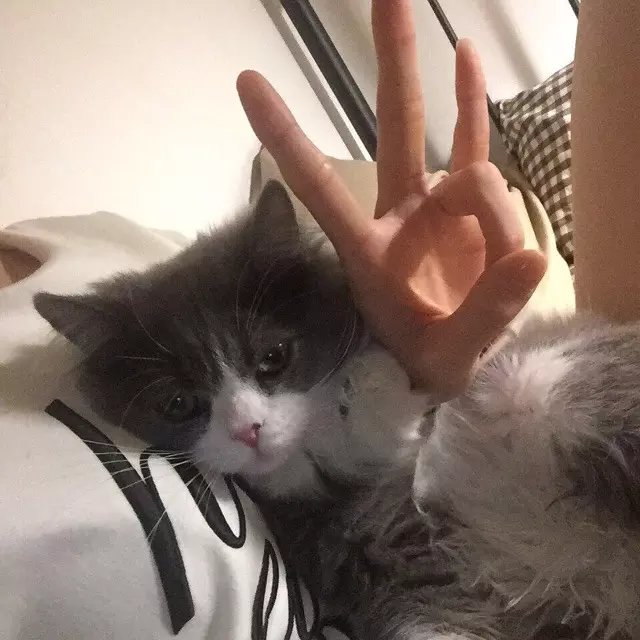 凤凡言荷
